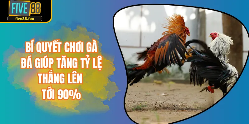 Bí Quyết Chơi Gà Đá Giúp Tăng Tỷ Lệ Thắng Lên Tới 90%