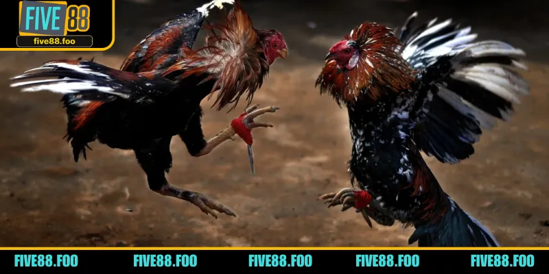 Trận đấu kê bằng cựa sắt không kém phần kịch tính so với cựa dao